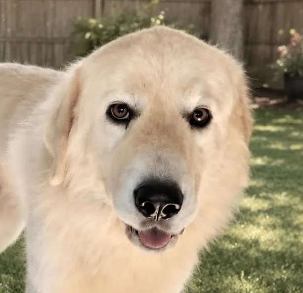 A young large-sized male Great Pyrenees dog named Finsbury for adoption in Cumming, GA