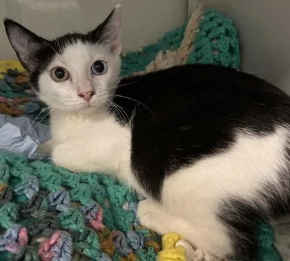 A young small-sized female Domestic Short Hair cat named Golden Eye for adoption in Phoenix, AZ