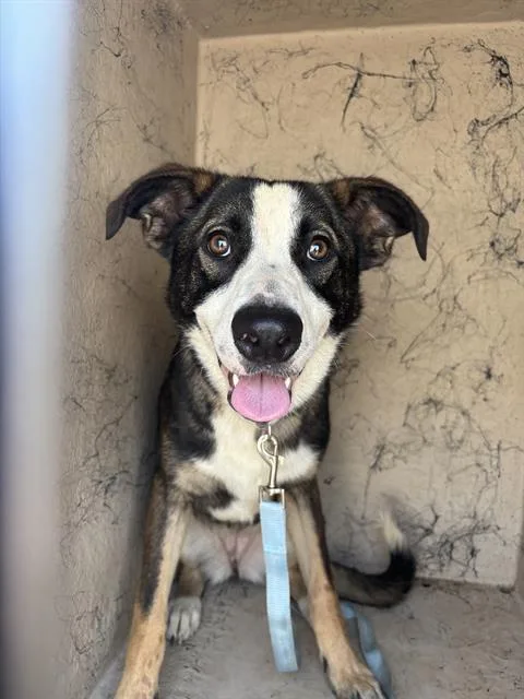 A young medium-sized female Australian Shepherd dog named Rachel for adoption in Indianapolis, IN