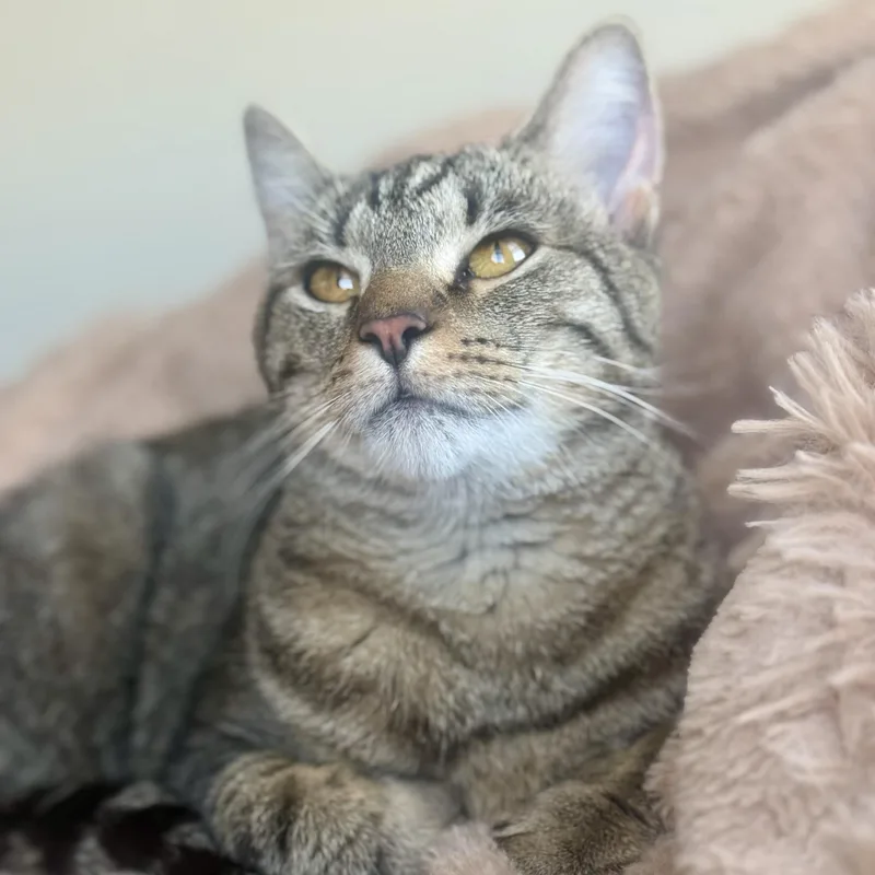 A young medium-sized female Tabby (Buff / Tan / Fawn) Domestic Short Hair cat named Houijicha for adoption in Richmond, VA