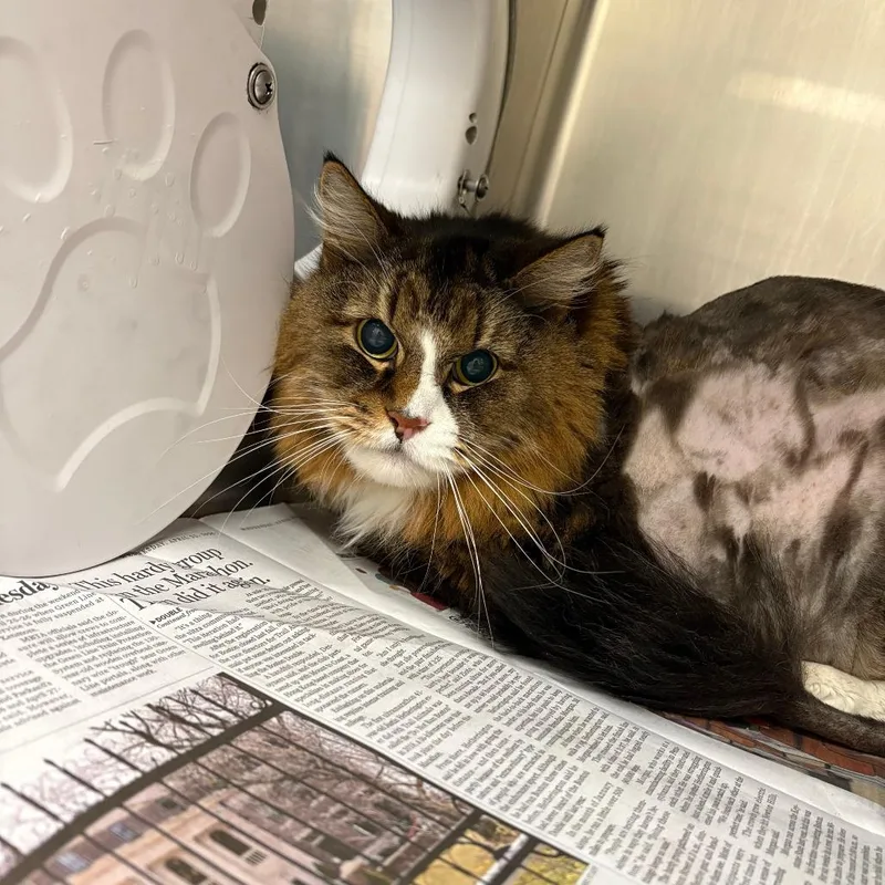 A senior large-sized female Brown / Chocolate Domestic Long Hair cat named Misty for adoption in Brockton, MA