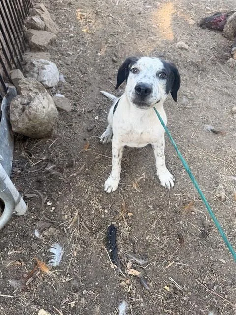 A young medium-sized female Mixed Breed dog named Jace for adoption in Dallas, TX