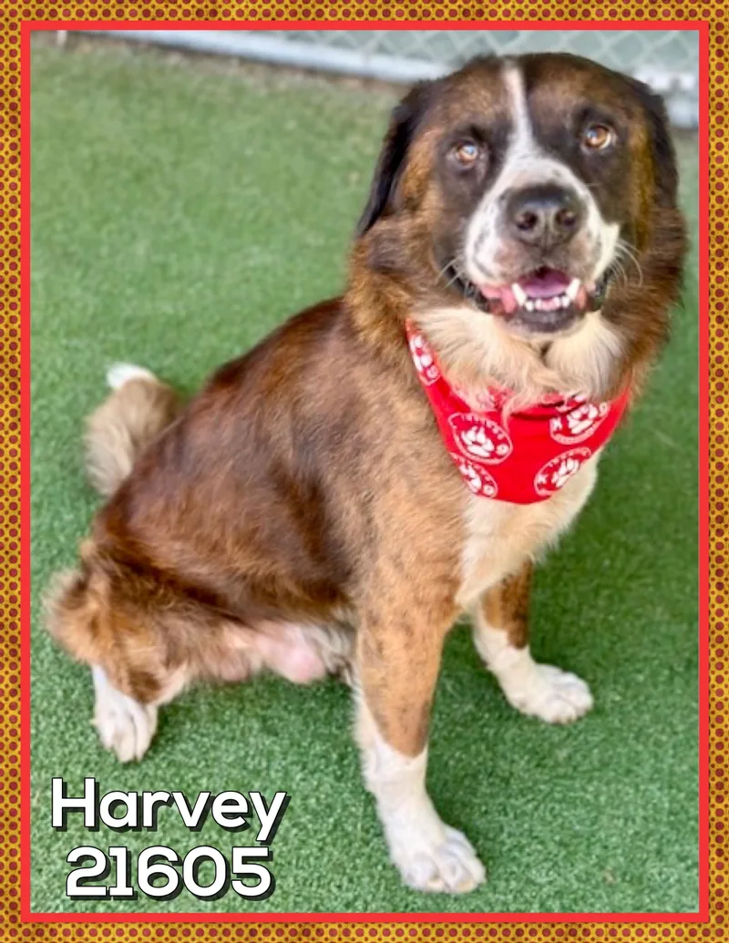 Harvey