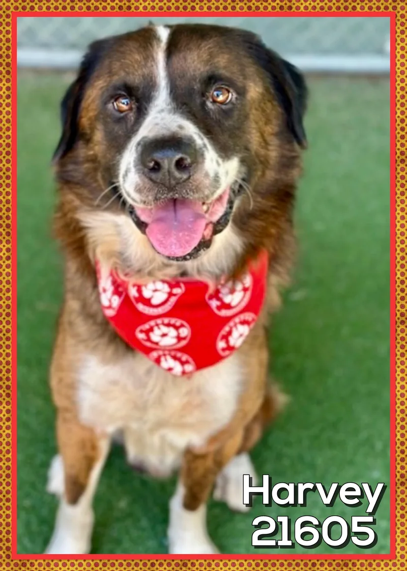 Harvey thumbnail 2