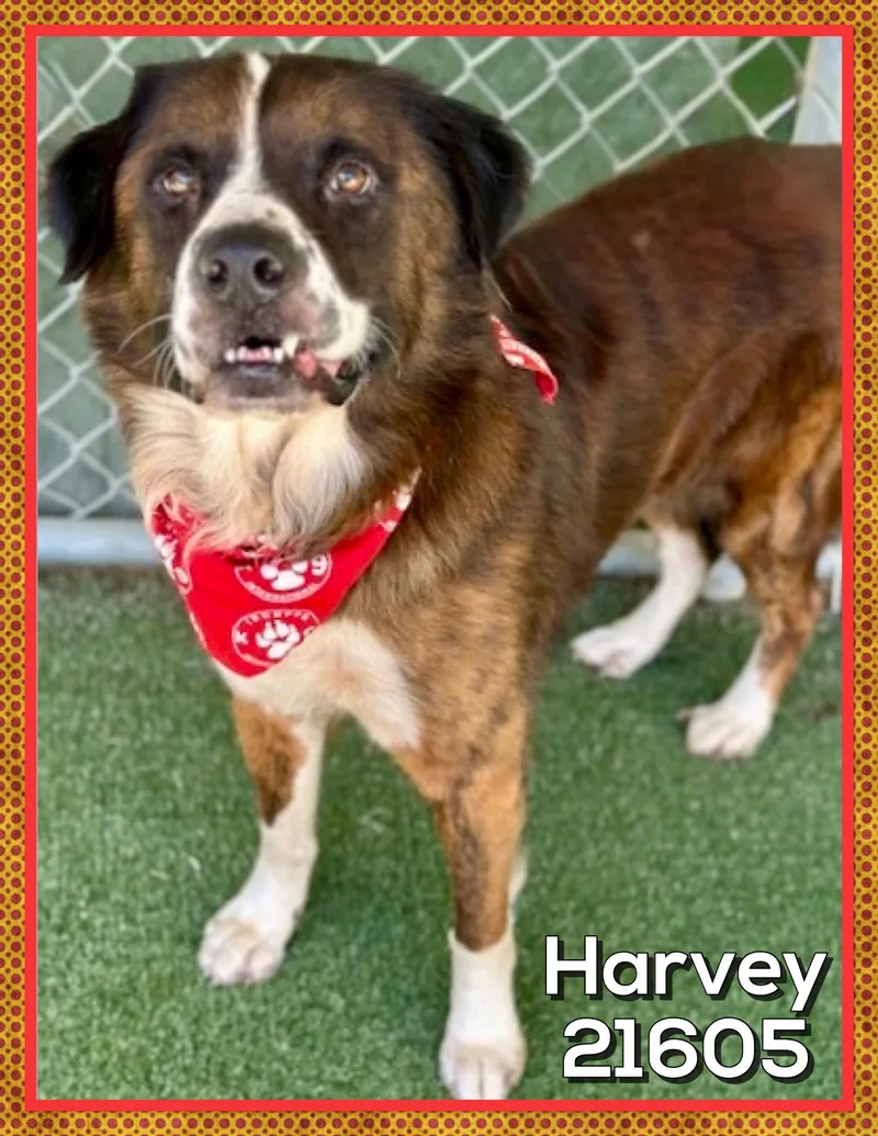 Harvey thumbnail 3