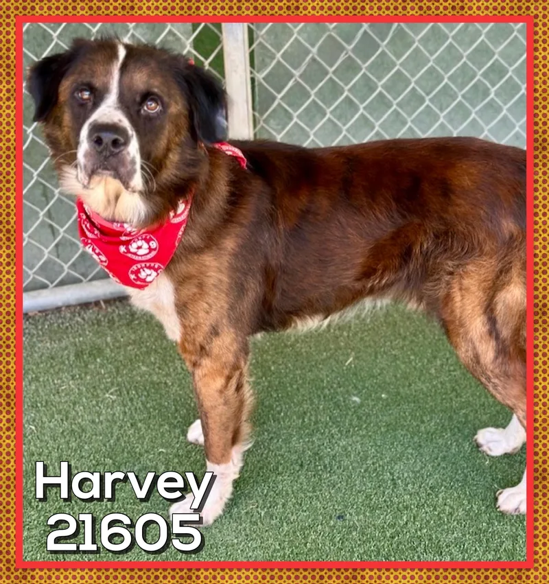 Harvey thumbnail 5