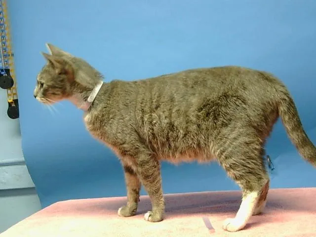 An adult medium-sized female Domestic Medium Hair cat named Petunia for adoption in Gardena, CA
