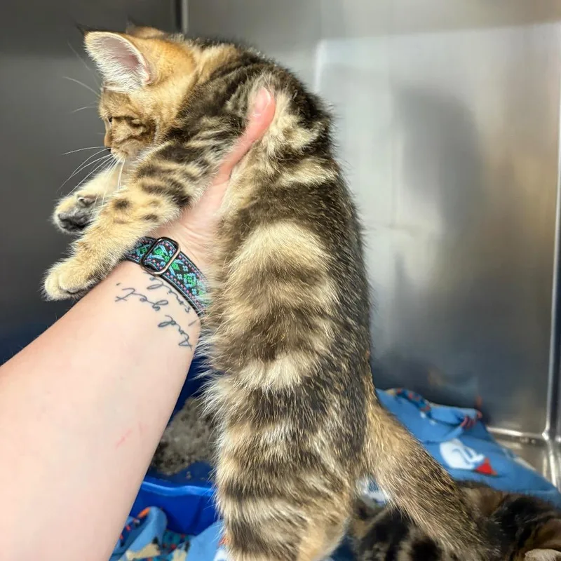A baby small-sized male Domestic Medium Hair cat named Angus for adoption in Spokane, WA