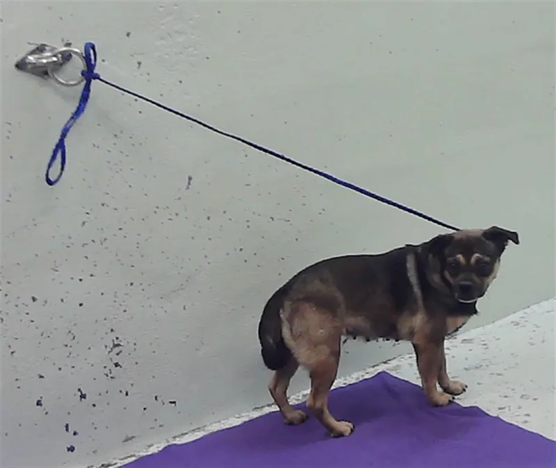 An adult small-sized female Chihuahua dog named Minnie for adoption in Houston, TX