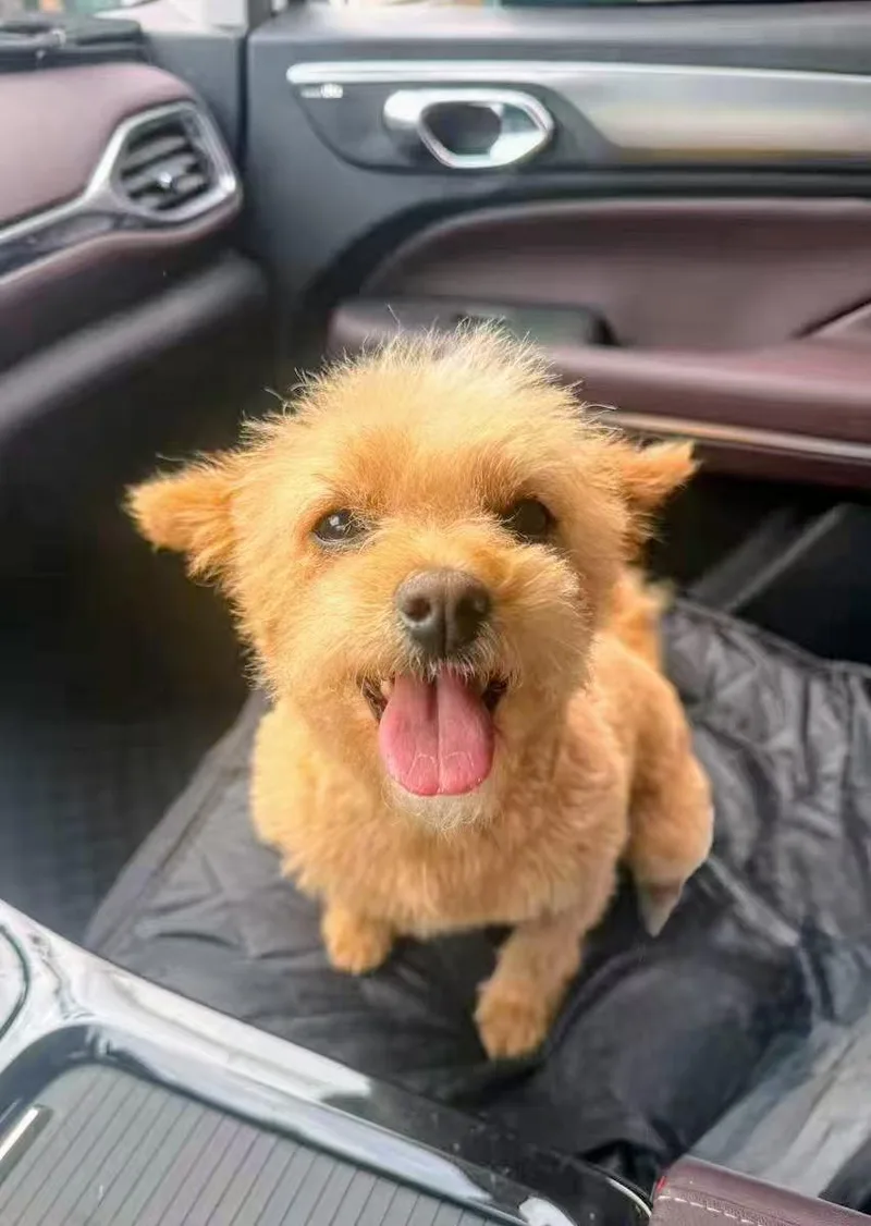 A young small-sized female Miniature Poodle dog named Cherry for adoption in Rancho Cucamonga, CA