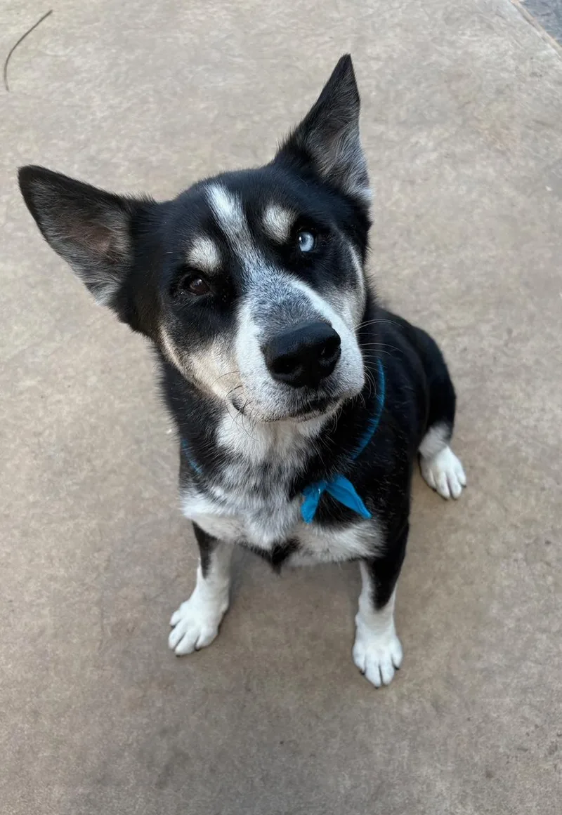 A young large-sized male Husky dog named Flynn for adoption in Lavon, TX