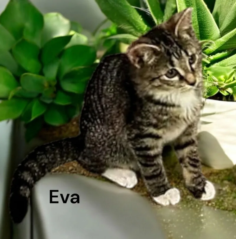 Eva thumbnail 3