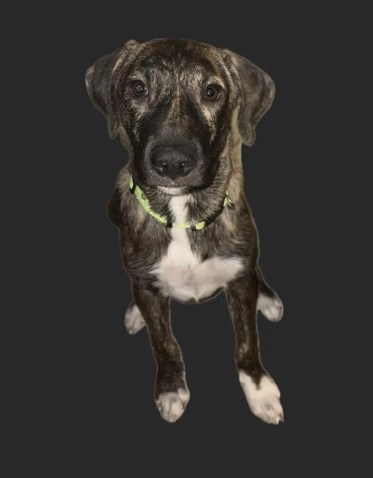 Jagger thumbnail 2