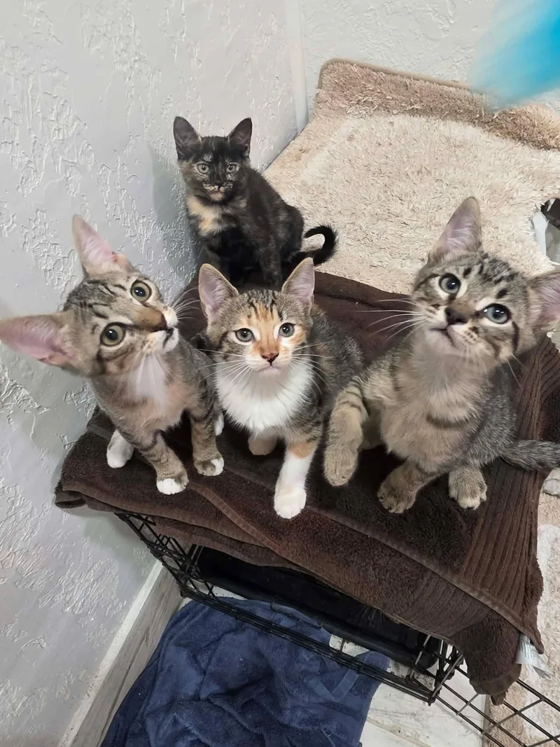 A baby medium-sized female Tabby (Brown / Chocolate) Domestic Short Hair cat named Sorcha for adoption in Houston, TX