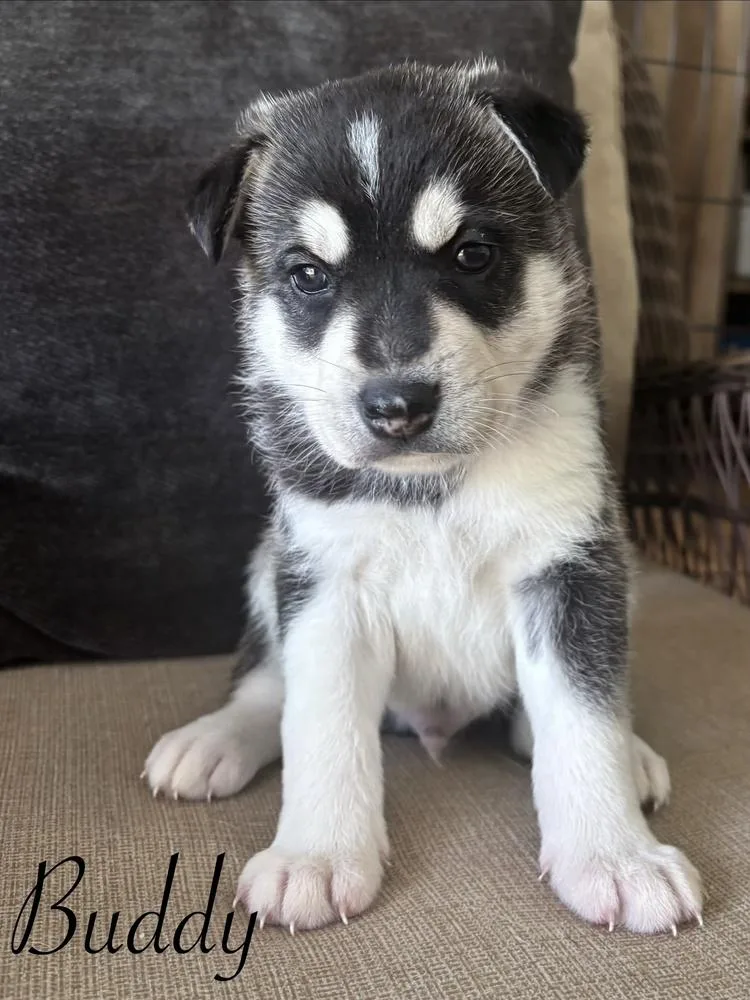 A baby large-sized male Tricolor (Brown, Black, & White) German Shepherd Dog dog named Buddy for adoption in Pleasant Hill, CA