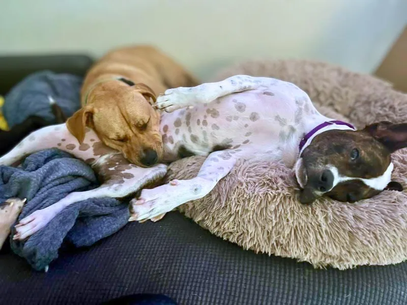 The Sundance Kid thumbnail 3