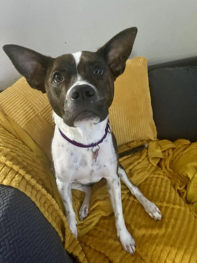 The Sundance Kid thumbnail 5