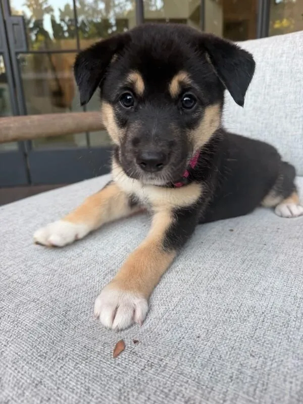 A young medium-sized female German Shepherd Dog named Kelce for adoption in Manhattan Beach, CA