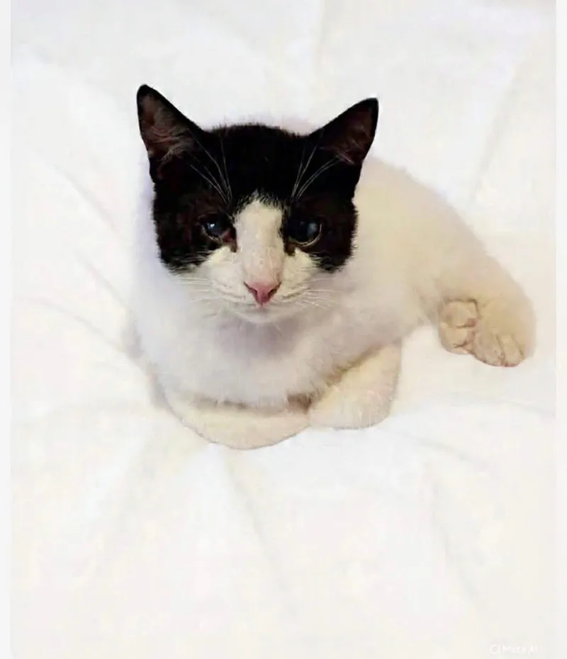 Tiddly Winks thumbnail 2