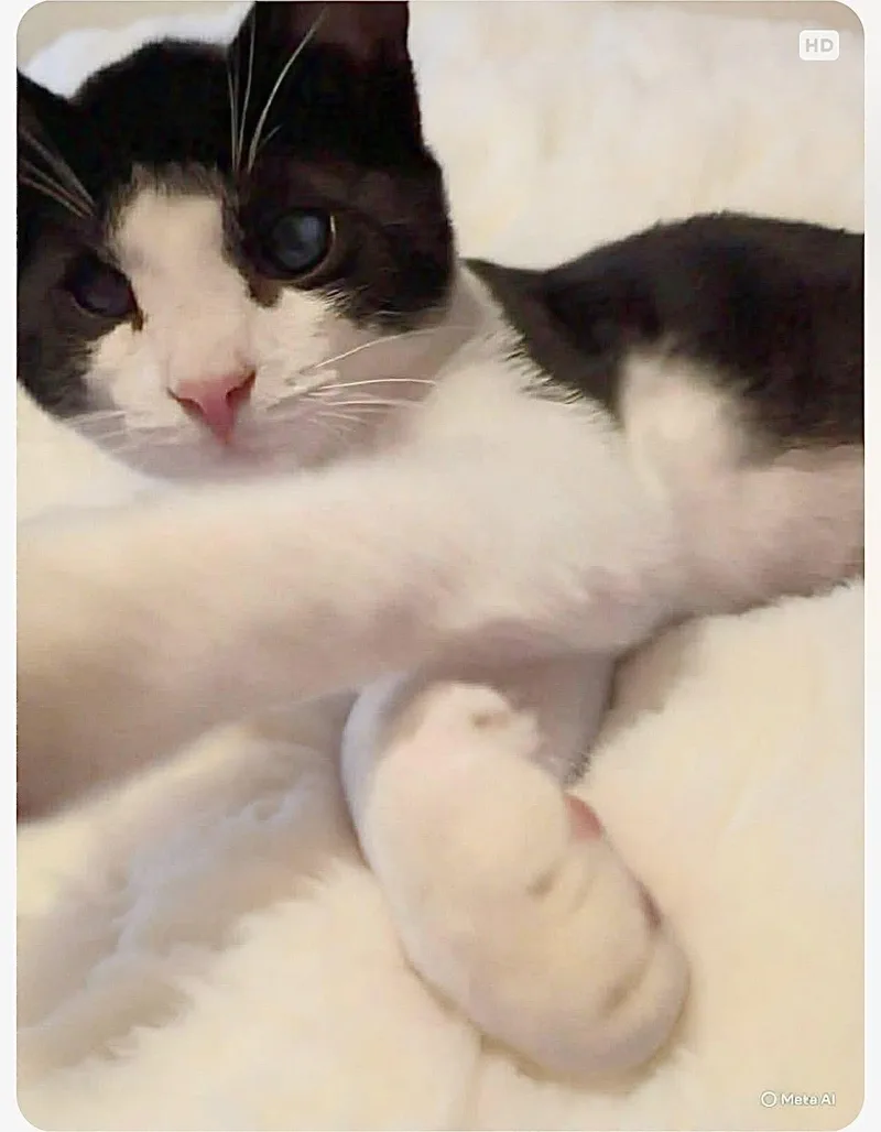 Tiddly Winks thumbnail 3