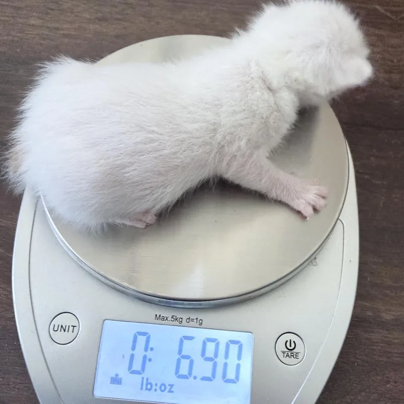 A baby small-sized female White Domestic Short Hair cat named Patty for adoption in Cartersville, GA
