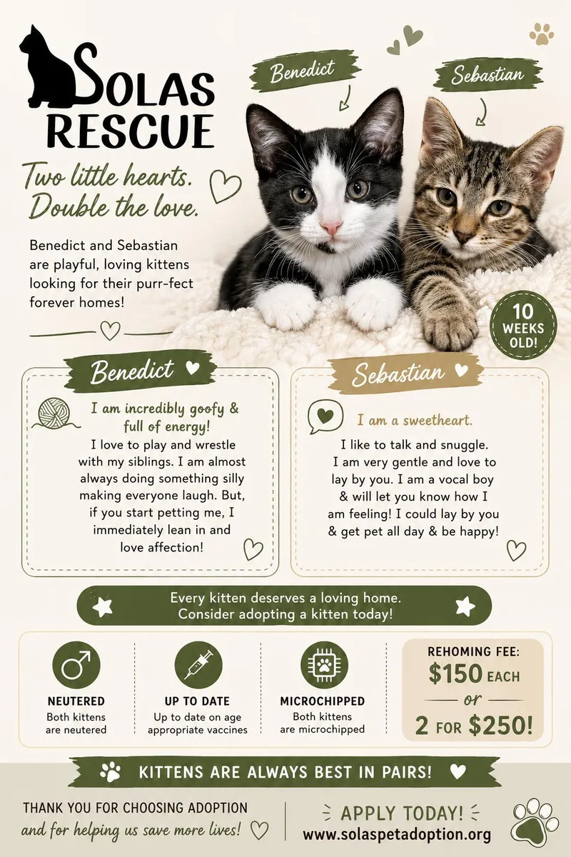A baby medium-sized female Domestic Short Hair cat named Sebastian And Benedict for adoption in Council Bluffs, IA