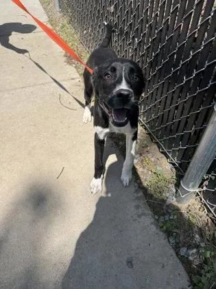 An adult medium-sized male Mixed Breed dog named Bowie for adoption in Voorhees, NJ