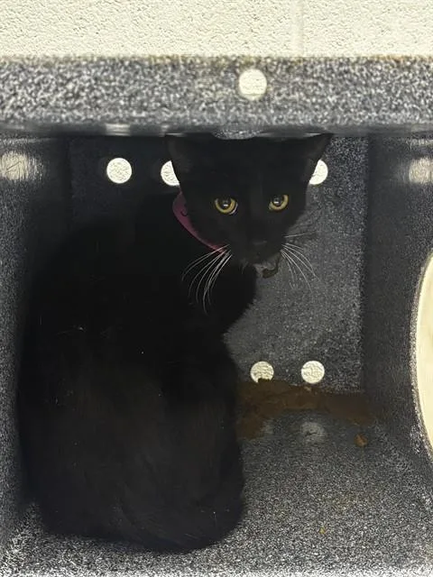 A young small-sized female Domestic Short Hair cat named Pocahontas for adoption in Upper Marlboro, MD