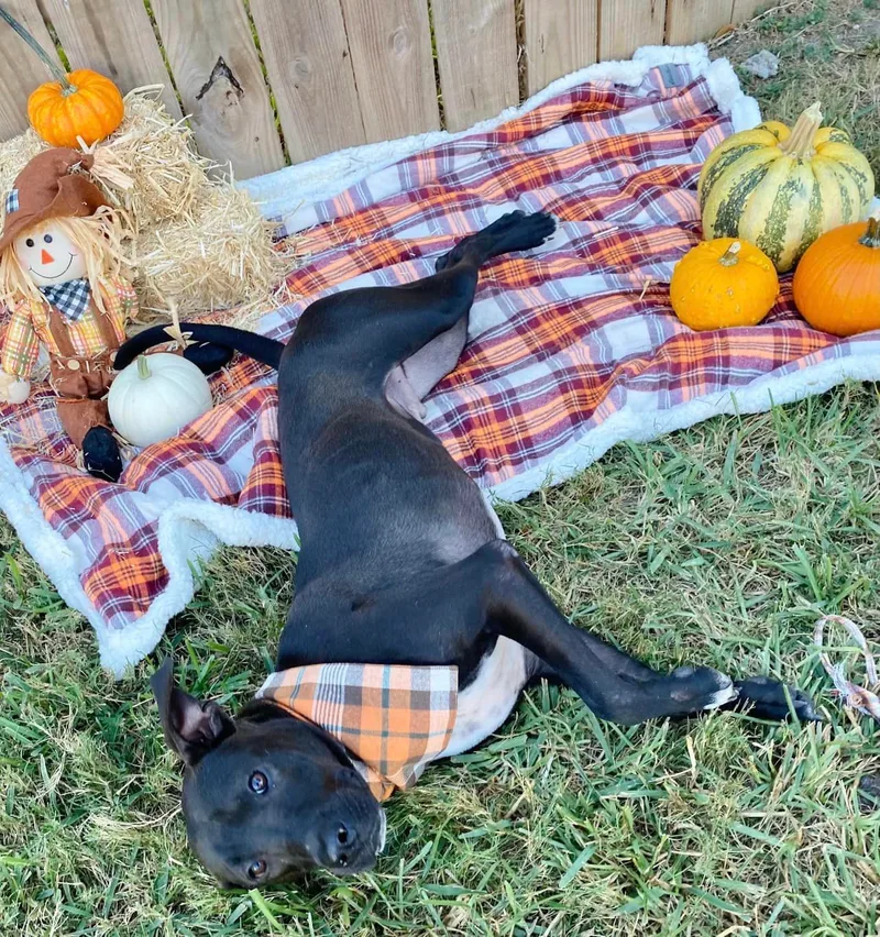 Shadowchaser Wat thumbnail 6