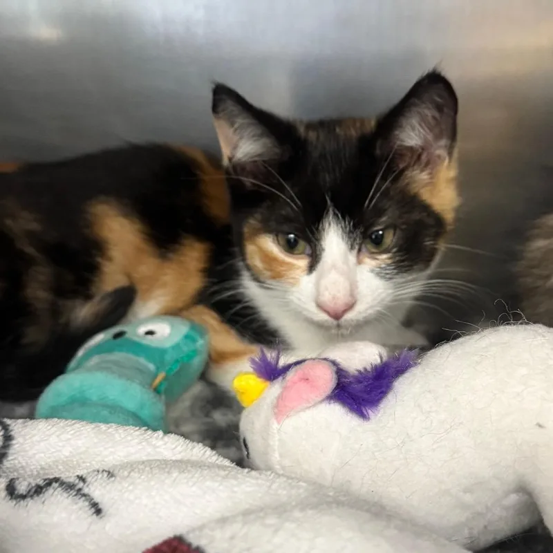 A baby small-sized female Calico Domestic Short Hair cat named Onion for adoption in Brockton, MA