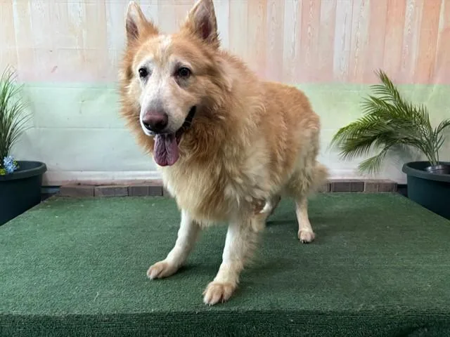 An adult large-sized male German Shepherd Dog dog named Kato for adoption in Baldwin Park, CA
