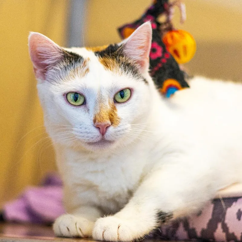 Momma Girl thumbnail 4