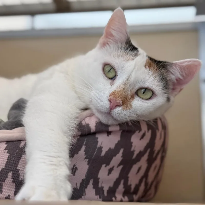 Momma Girl thumbnail 5