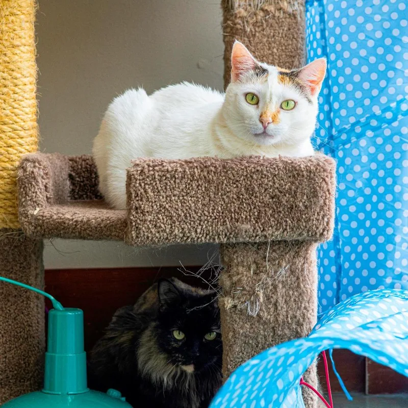 Momma Girl thumbnail 6