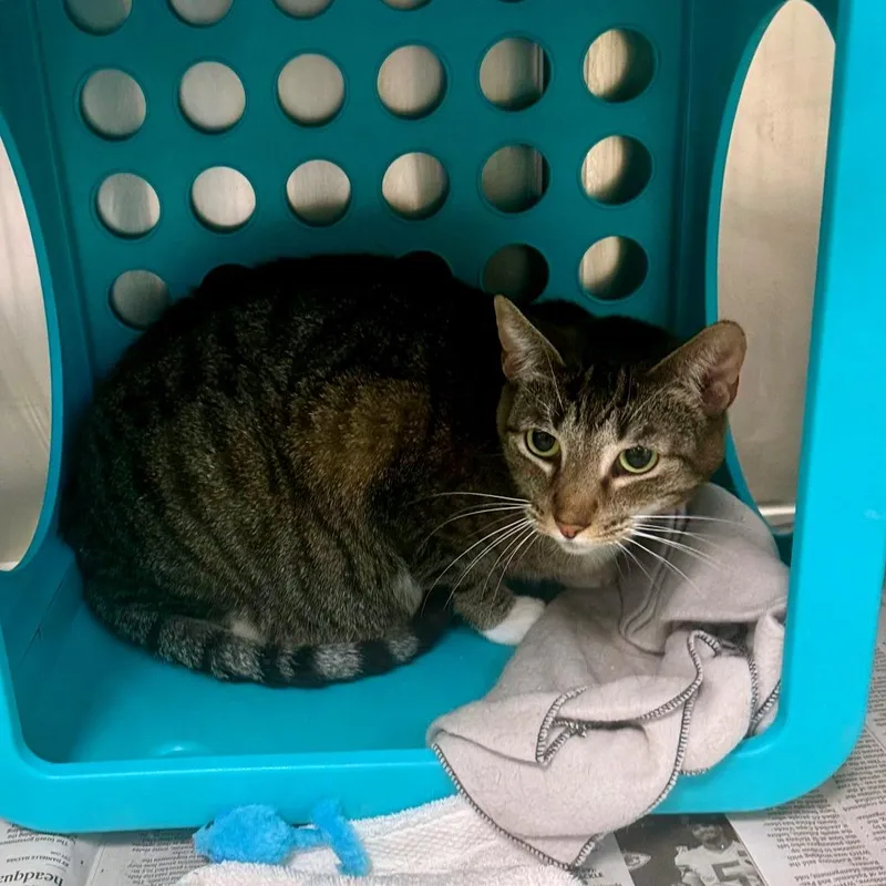 An adult medium-sized male Tabby (Brown / Chocolate) Domestic Short Hair cat named Princess for adoption in Kansas City, KS