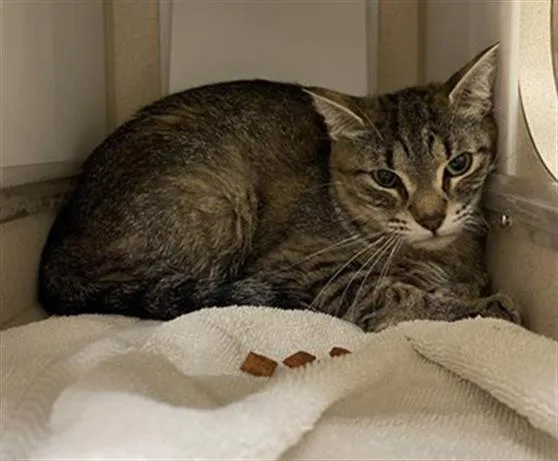 A young small-sized female Domestic Short Hair cat named Lillie for adoption in Denver, CO