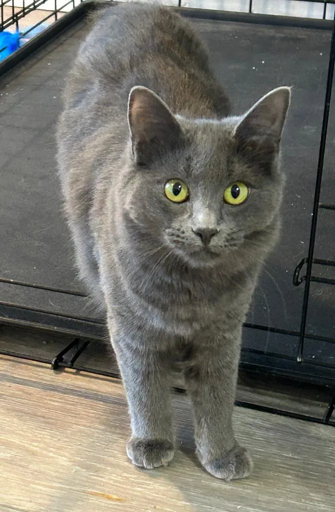 A young small-sized female Nebelung cat named Miss "M for adoption in New Braunfels, TX