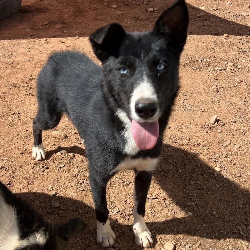 A young medium-sized female Black Mixed Breed dog named Slaw for adoption in Moab, UT