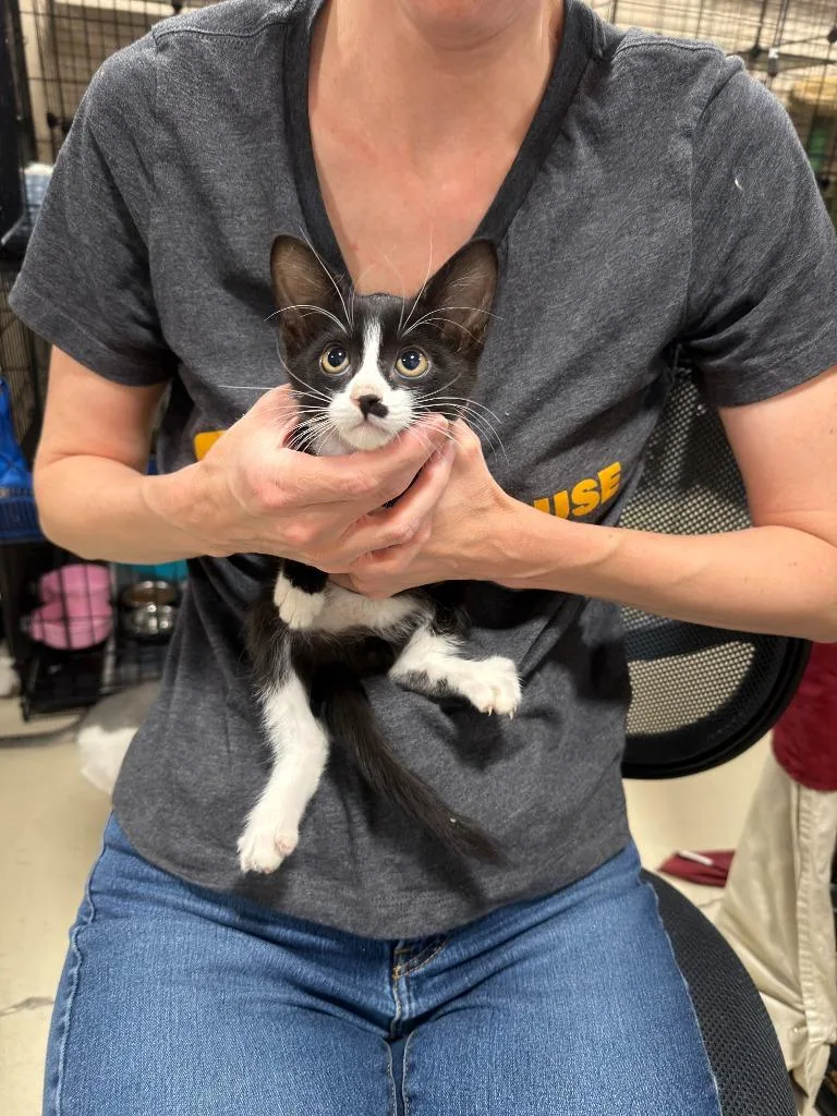 A baby small-sized male Domestic Short Hair cat named Fridge for adoption in La Verkin, UT