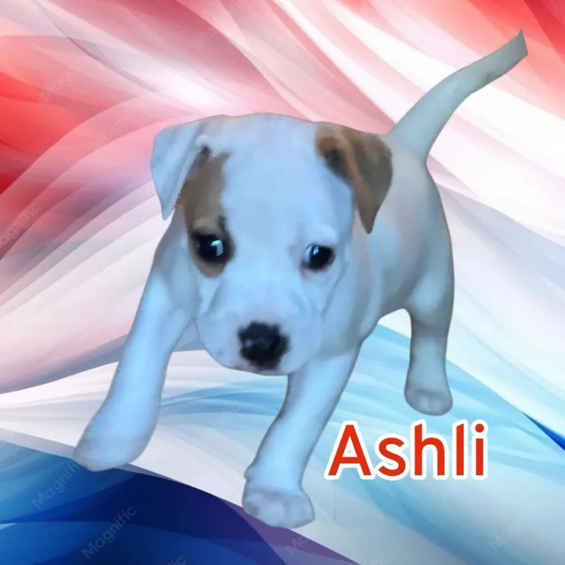 Ashli thumbnail 4