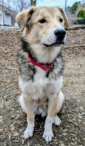 A young medium-sized male Yellow / Tan / Blond / Fawn Husky dog named Sawyer for adoption in Prince Frederick, MD