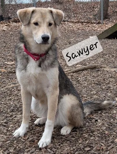 Sawyer thumbnail 2