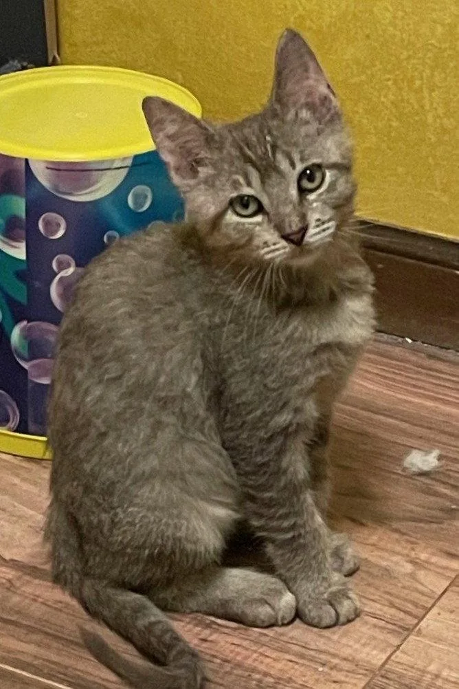 A baby medium-sized male Domestic Short Hair cat named Denali for adoption in Kansas City, MO