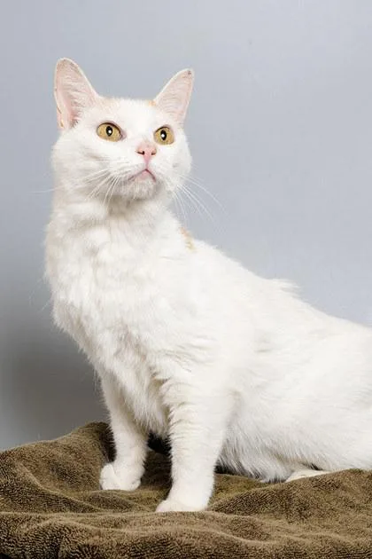 A senior small-sized female Domestic Short Hair cat named Tilly for adoption in Longmont, CO