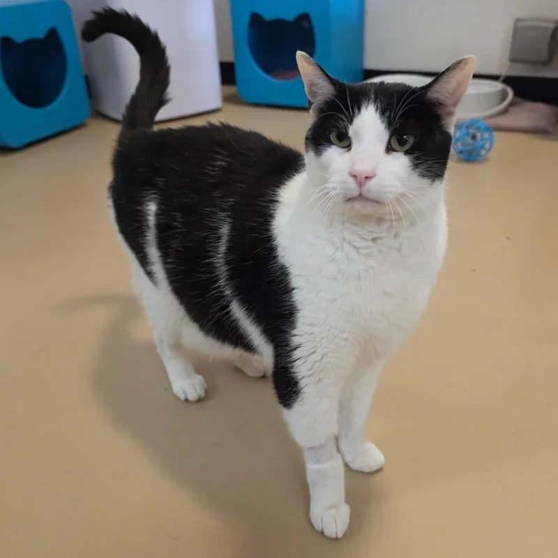 An adult extra large-sized male White Domestic Short Hair cat named Sumo  City of for adoption in Chino Hills, CA