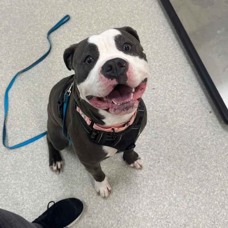 A young large-sized male Gray / Blue / Silver Pit Bull Terrier dog named Thor for adoption in Novelty, OH