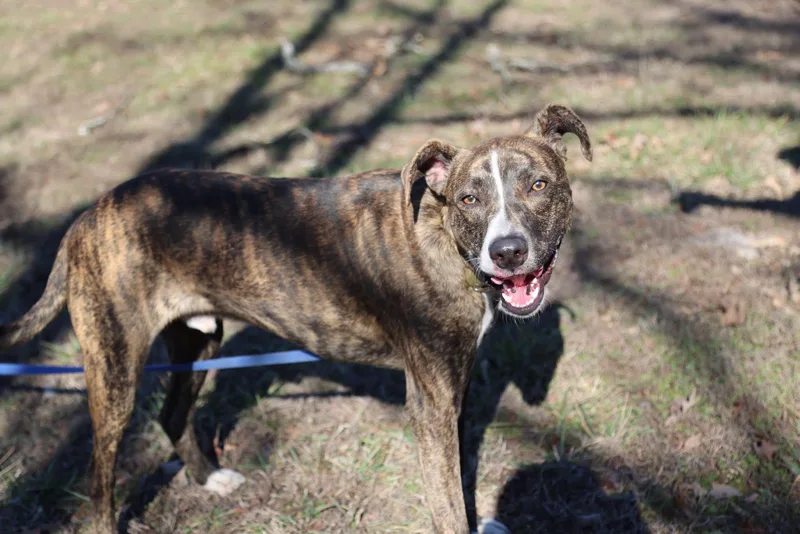 Doc Holiday thumbnail 2