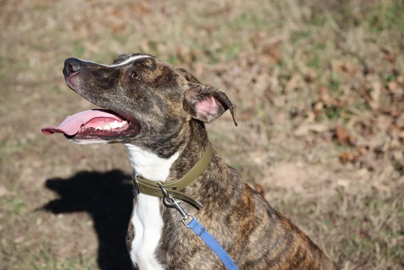 Doc Holiday thumbnail 3