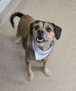 An adult small-sized female Terrier dog named Roxy for adoption in Bucyrus, OH