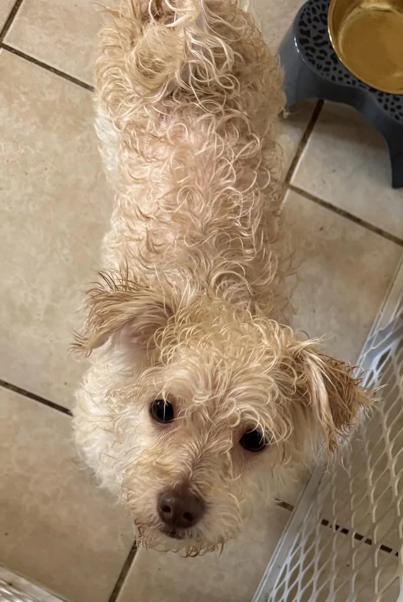 A young small-sized male White / Cream Pomsky dog named Teddy for adoption in Carver, MA